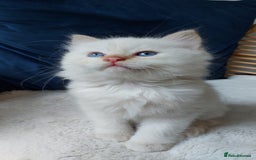 Siamese cats for sale: Ready to Leave Flame Point Siamese Kittens - Image 6