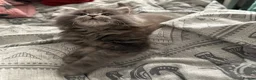 Maine Coon cats for sale: Mainecoon cross kitten  - Advert 4