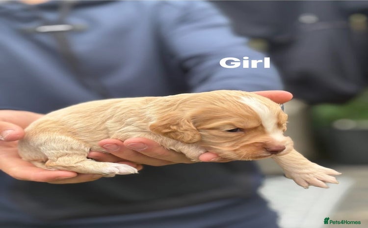 Cocker Spaniel dogs - Advert 10