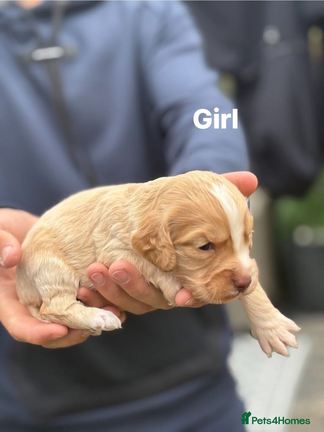 Cocker Spaniel dogs for sale: Cocker spaniel pups - Image 1