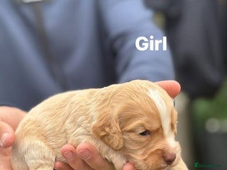 Cocker Spaniel dogs - Advert 17