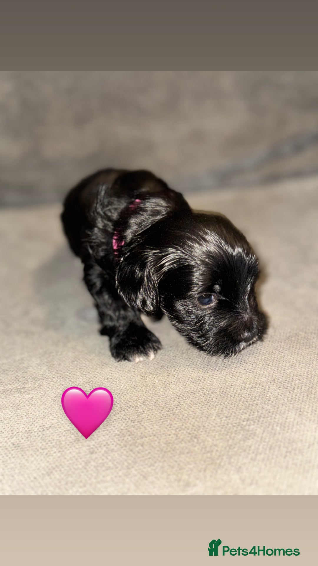 Mixed Breed dogs for sale: Shihpoo X Cocker Spaniel pups - Image 4