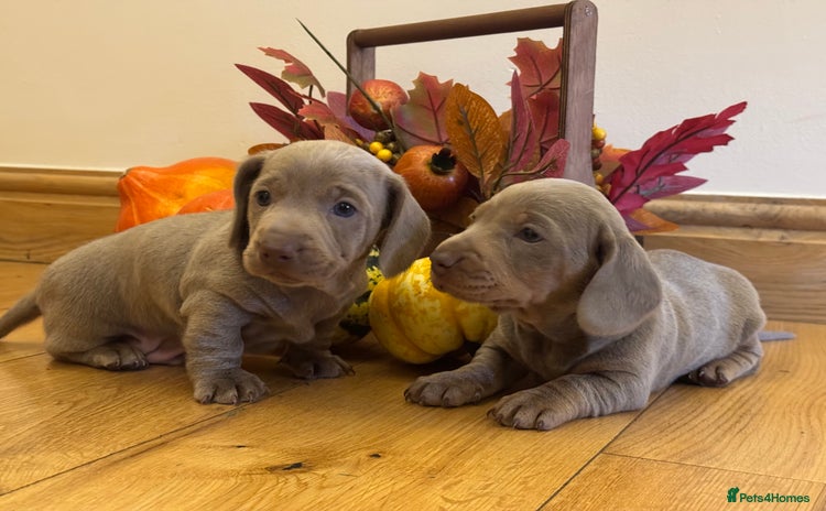 Miniature Dachshund dogs - Advert 6
