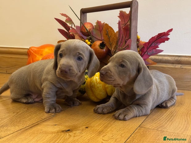 Miniature Dachshund dogs - Advert 6