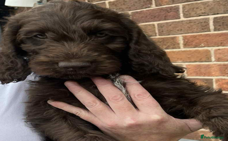 Cockapoo dogs - Advert 3
