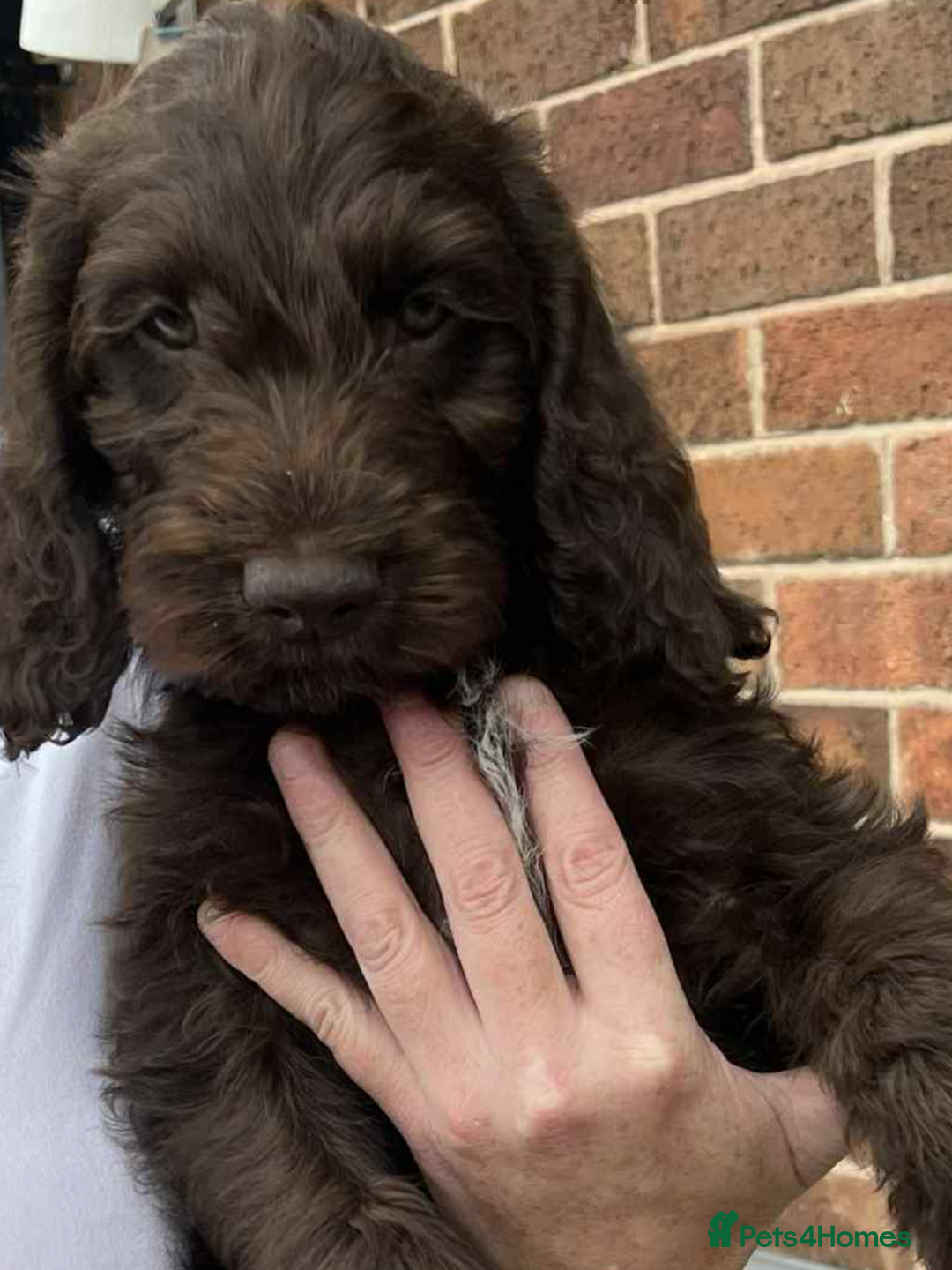 Cockapoo dogs for sale: Cockerpoo x for sale - Image 4