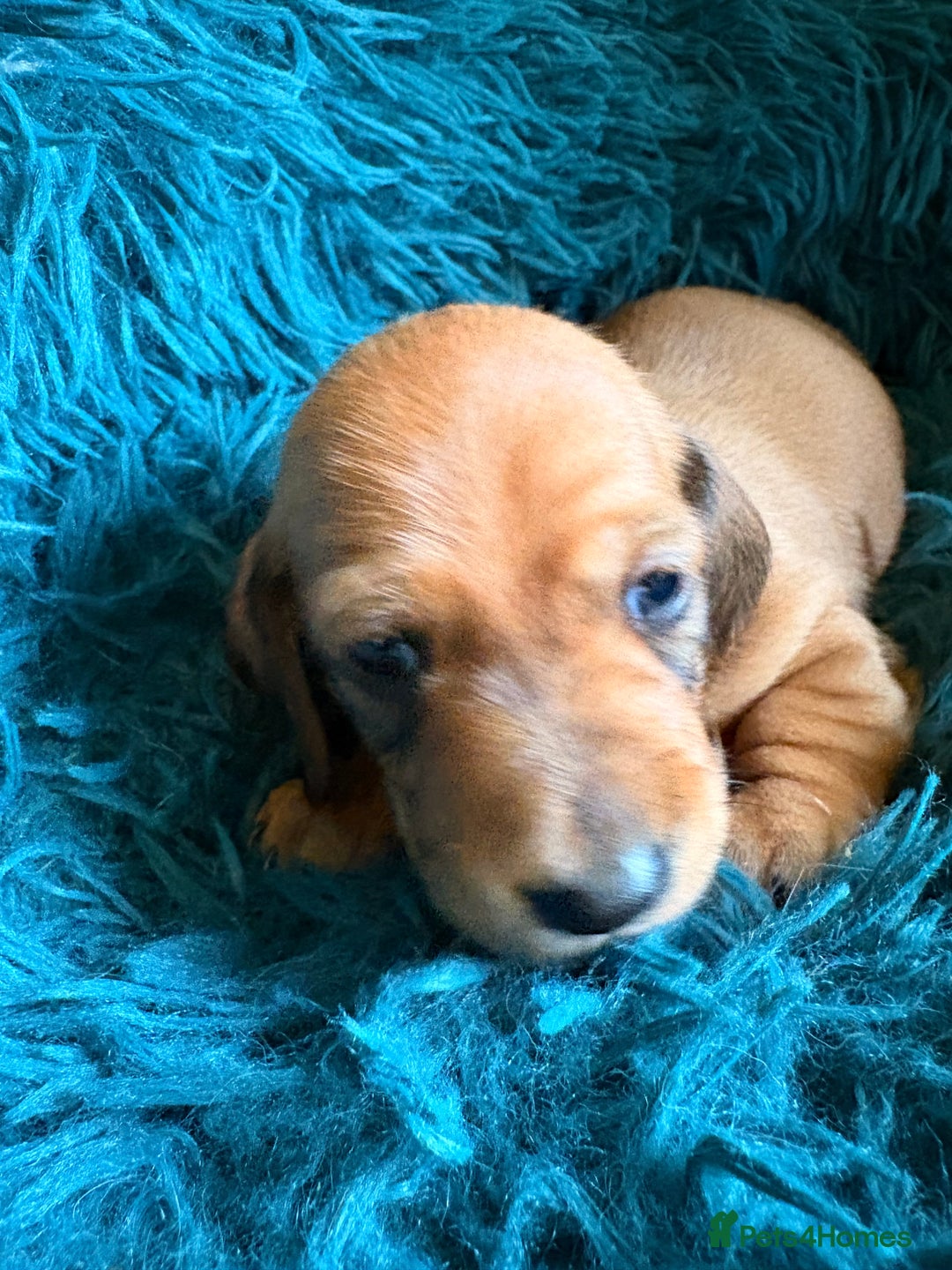 Dachshund dogs for sale: Miniature Smooth Haired Dachshunds  - Advert 17