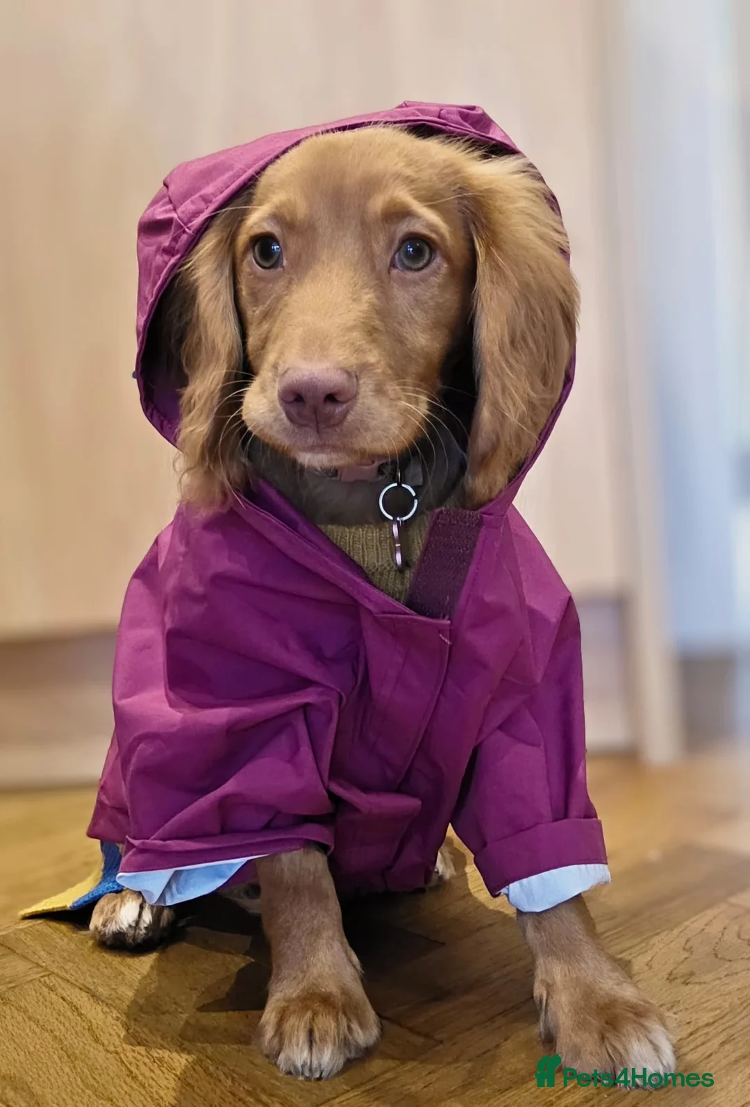 Cocker Spaniel dogs for sale: Rosie in Wigan - Advert 5