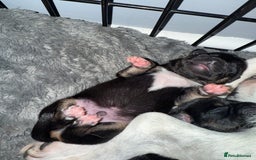 Mixed Breed dogs for sale: Beautiful Jack X Chihuha litter  - Image 11