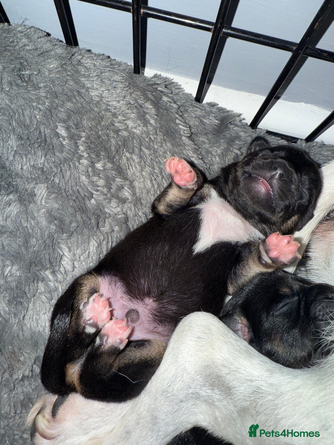 Mixed Breed dogs for sale: Beautiful Jack X Chihuha litter  - Image 11