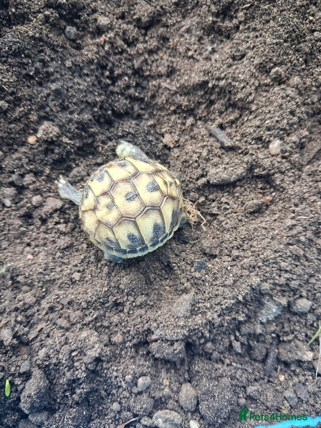 Hermann Tortoise reptiles for sale: Baby tortoises for sale, U.K bred. in Rochester - Advert 2