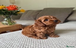 Cavapoo dogs for sale: Beautiful Litter Of F2b Cavapoos - Image 7