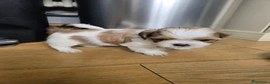 Shih Tzu 1