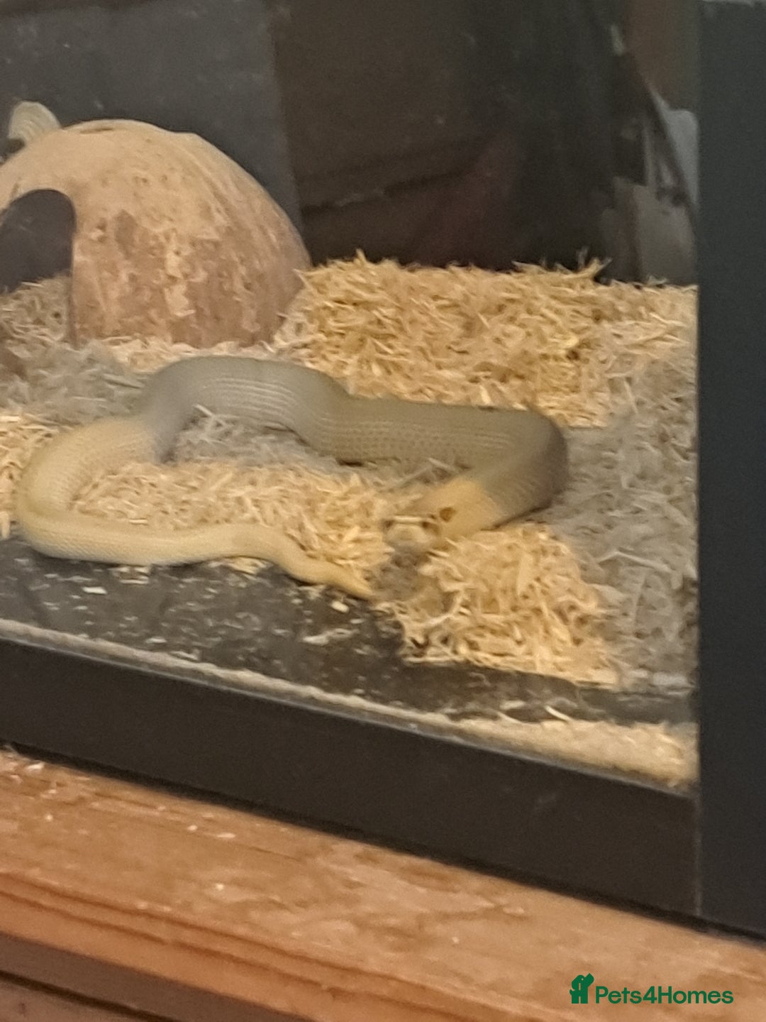 Snake reptiles for sale: Western hognose superconda with viv - Image 5