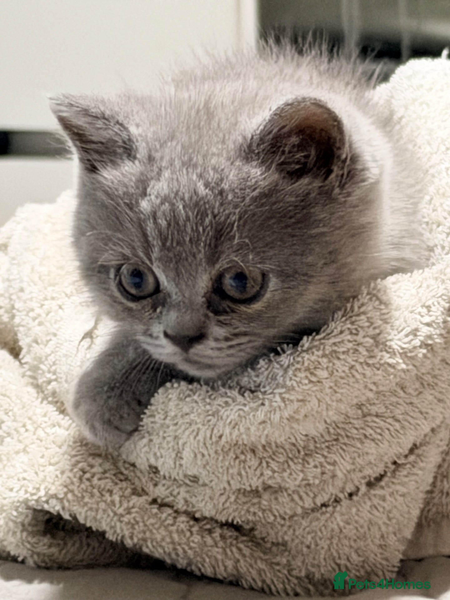 British Shorthair cats 2 left ready now BSH mix Himalayan Persian  - Advert 3