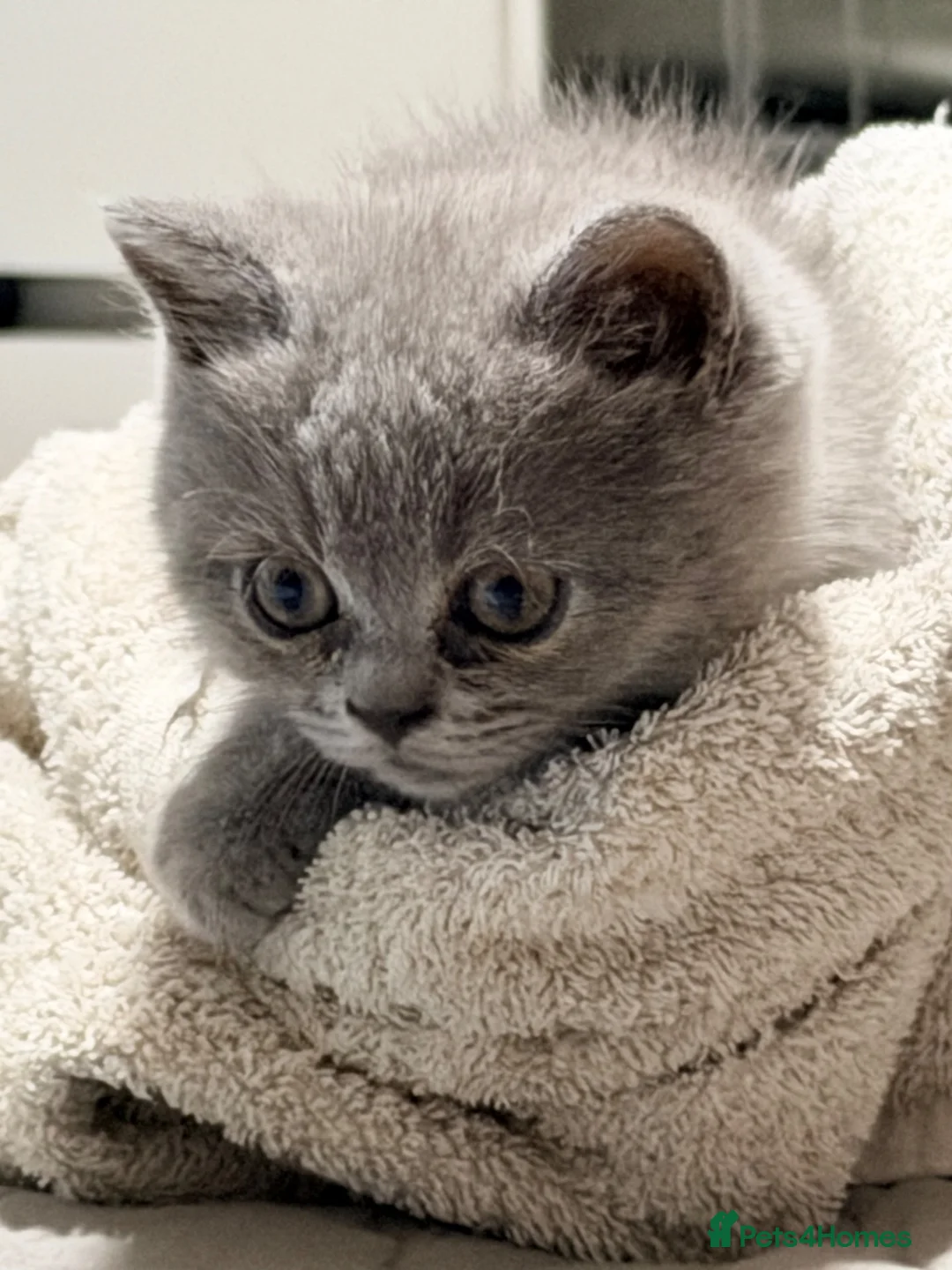 British Shorthair cats for sale: 2 left REDUCED PRICE ready now BSH mix   - Advert 1