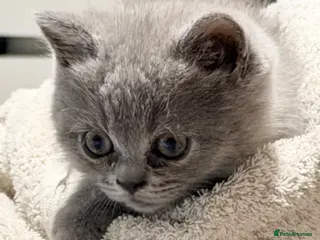 British Shorthair cats 2 left ready now BSH mix Himalayan Persian - Advert 3