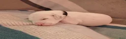 Dalmatian dogs for sale: Dalmatian puppies - Advert 5