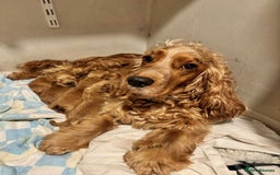 Cocker Spaniel dogs for sale: COME AND MEET US NOW Outstanding  show type - Image 8