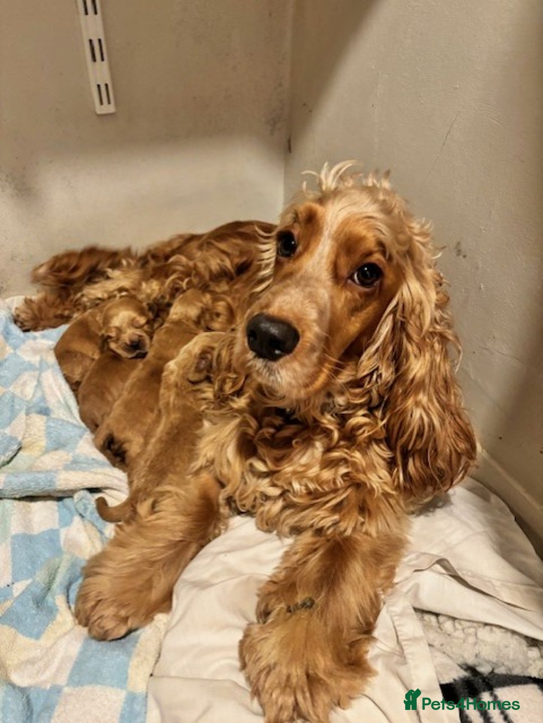 Cocker Spaniel dogs for sale: COME AND MEET US NOW Outstanding  show type - Image 8