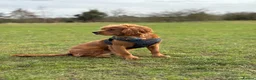 Cavalier King Charles Spaniel dogs for stud: Cavalier King Charles Spaniel for stud  - Advert 18