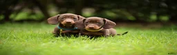 Miniature Dachshund dogs for sale: Miniature dachshund  - Advert 1