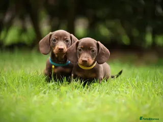 Miniature Dachshund dogs Miniature dachshund - Advert 1