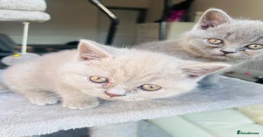 British Shorthair cats - Advert 9
