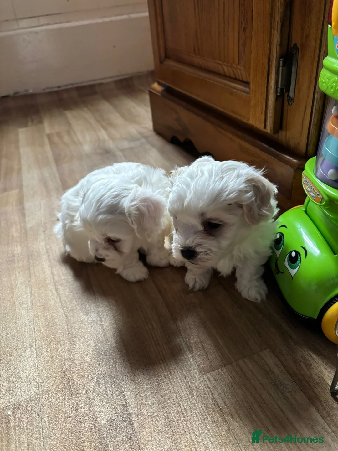 Bichon Frise dogs for sale: Bichon in High Wycombe - Advert 6