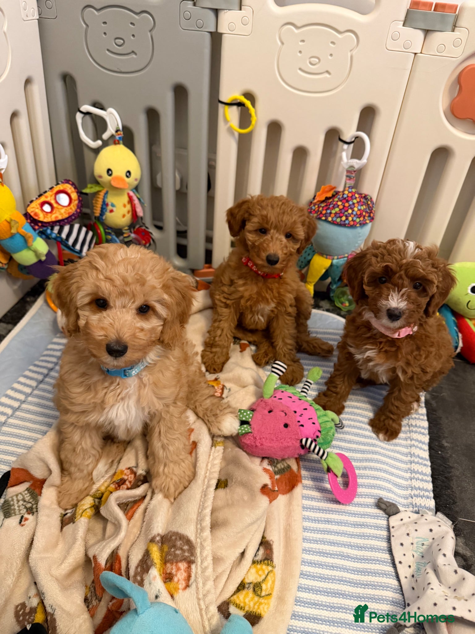 Australian Labradoodle dogs 🐶READY TO GO LAST 3 AVAILABLE🐶 - Advert 7