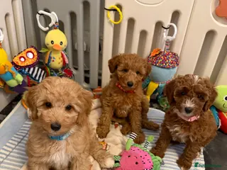 Australian Labradoodle dogs 🐶READY TO GO LAST 3 AVAILABLE🐶 - Advert 4