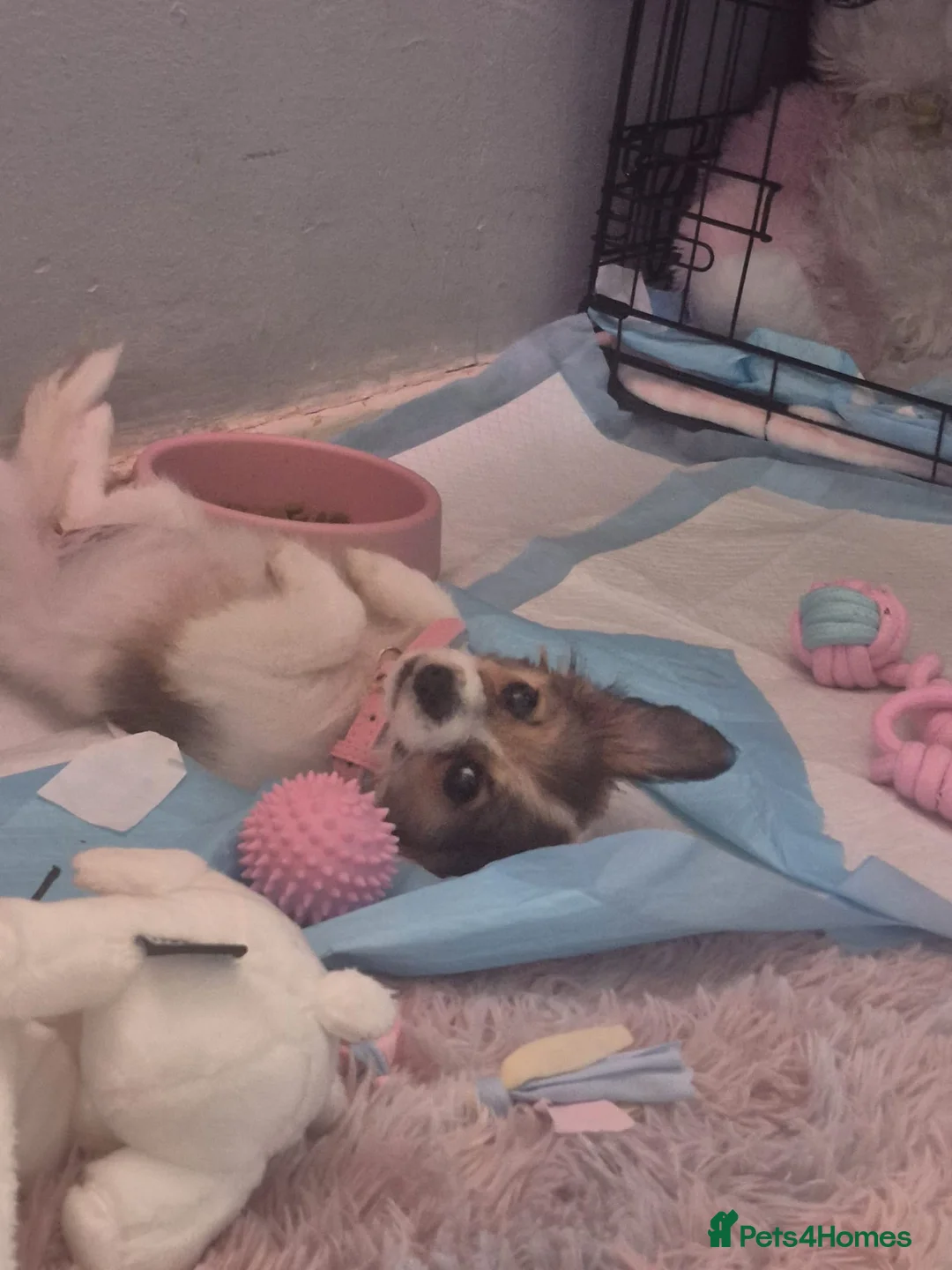 Mixed Breed dogs for sale: Jack Russell cross Pomeranian  - Advert 2