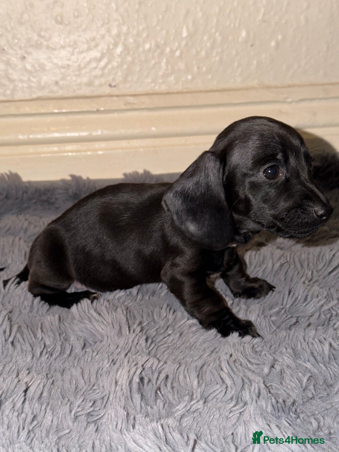 Dachshund dogs for sale: Dachshund Puppies Available 🐾 - Advert 5