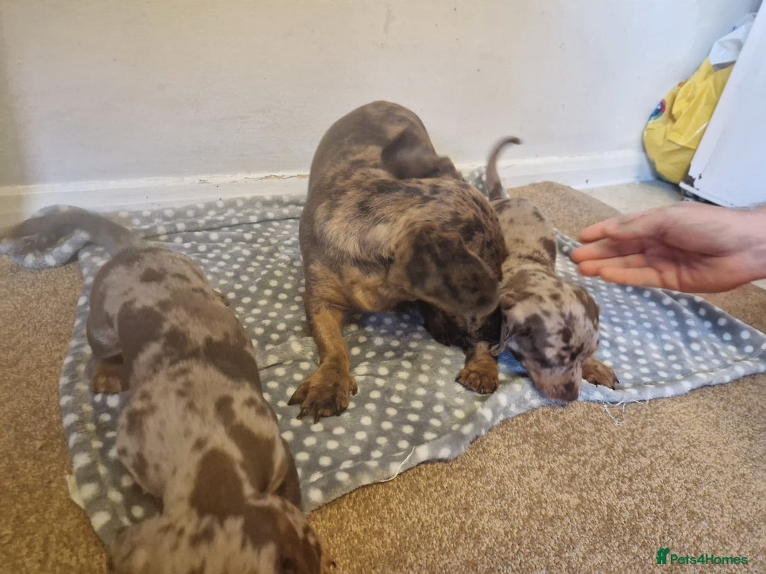 Miniature Dachshund dogs for sale: Chocolate Isabelle dapple miniature dachshund - Image 11