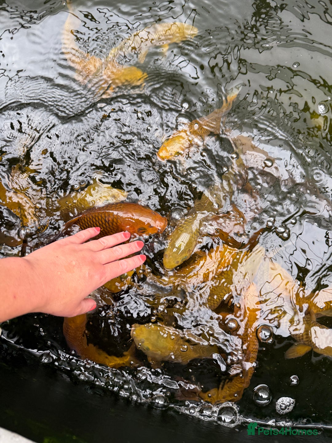 Koi Carp fish for sale: Chagoi koi carp - Image 1