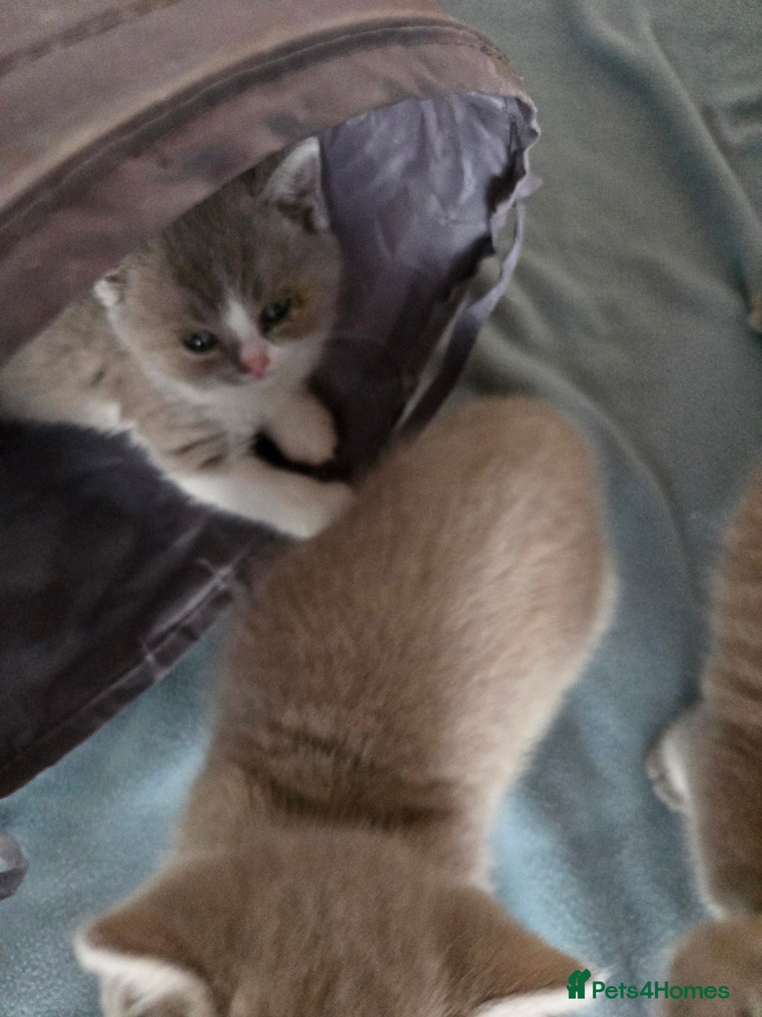 British Shorthair cats for sale: Full Britishshort hair kittens ready wendesday - Image 21