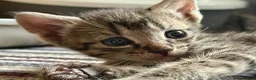 Mixed Breed cats for sale: Beautiful Bonded Tabby Boys – Reggie & Ronnie  - Advert 29