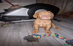 Dogue De Bordeaux dogs for sale: Reduced kc registered dogue de Bordeaux pups - Image 29