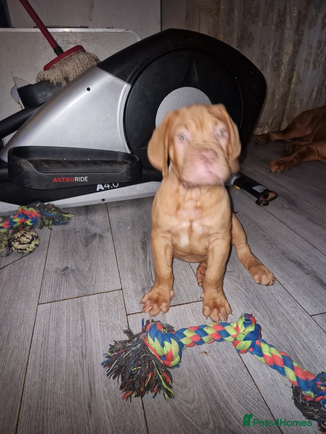 Dogue De Bordeaux dogs for sale: Reduced kc registered dogue de Bordeaux pups - Image 29