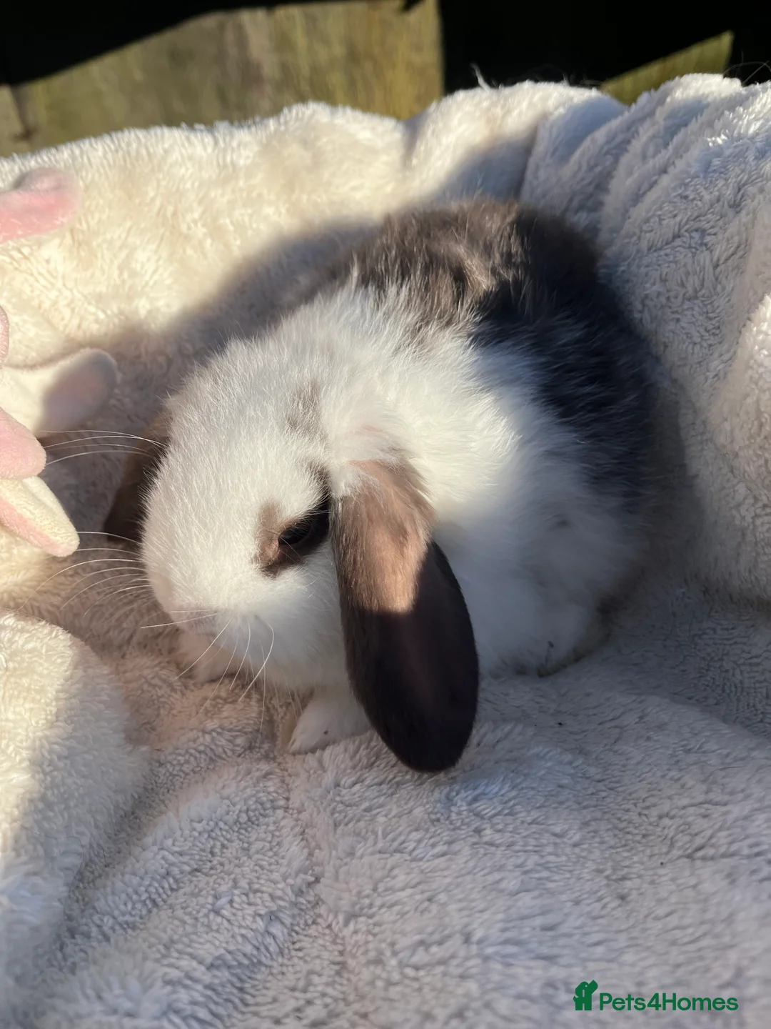 Mini Lop rabbits for sale: Gorgeous mini lops  - Advert 13