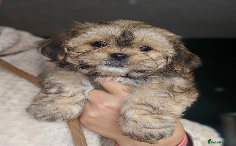 Shih Tzu dogs - Advert 1