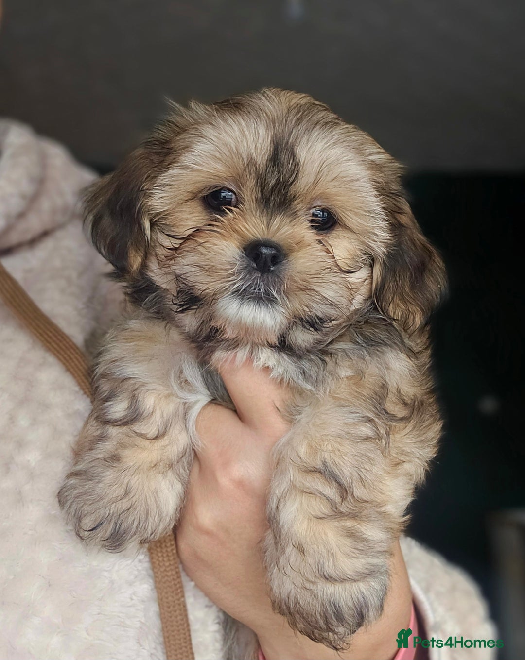 Shih Tzu dogs for sale: Shih Tzu Boys ready now - Image 1