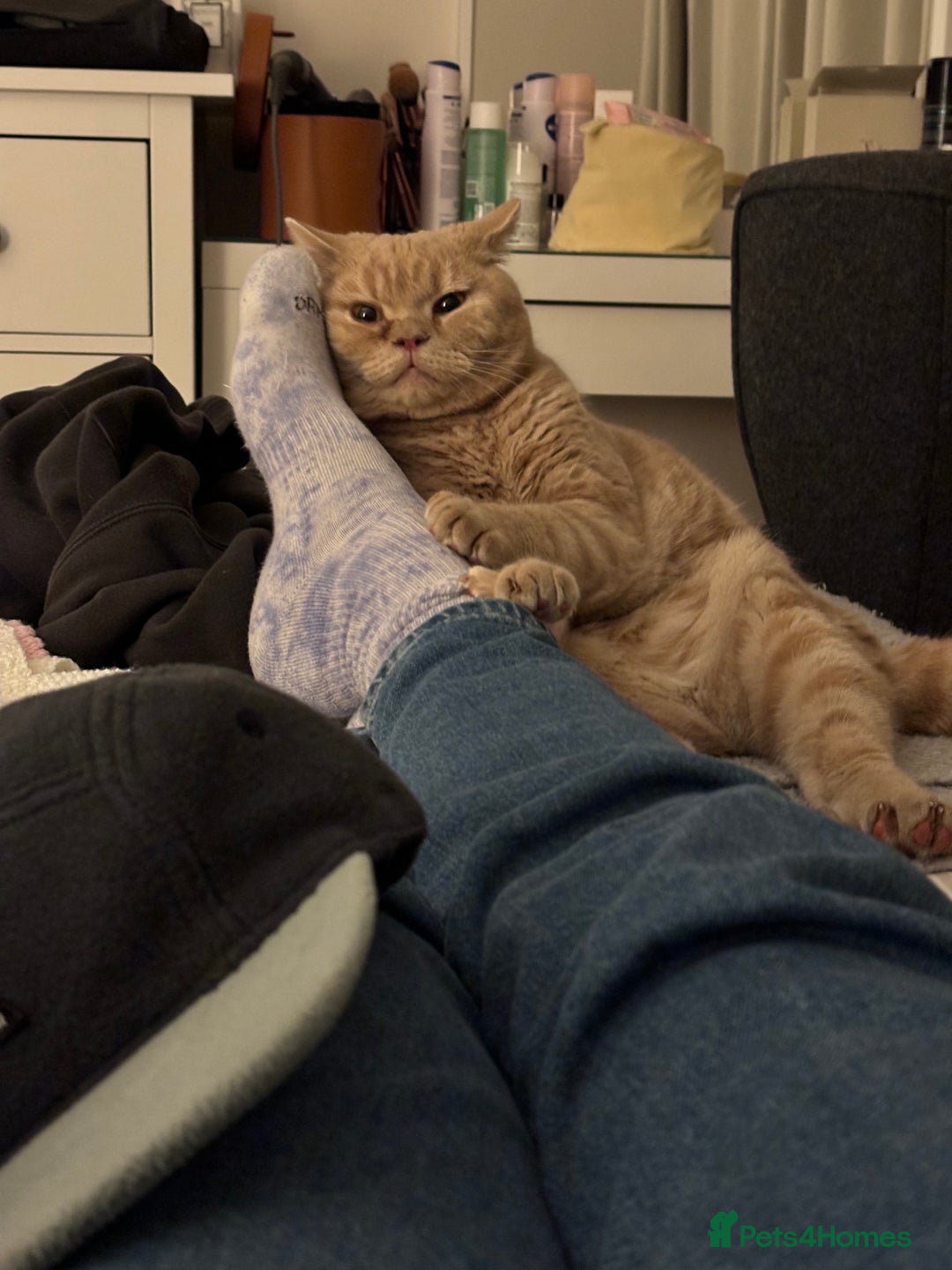 British Shorthair cats for sale: Our wonderful boy, Ferguson for sale  - Advert 6