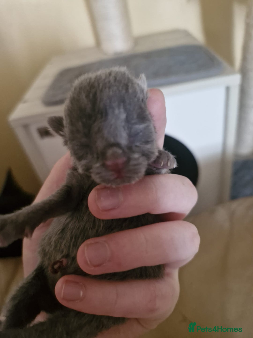 Mixed Breed cats for sale: Stunning Short-hair Kittens - Advert 10