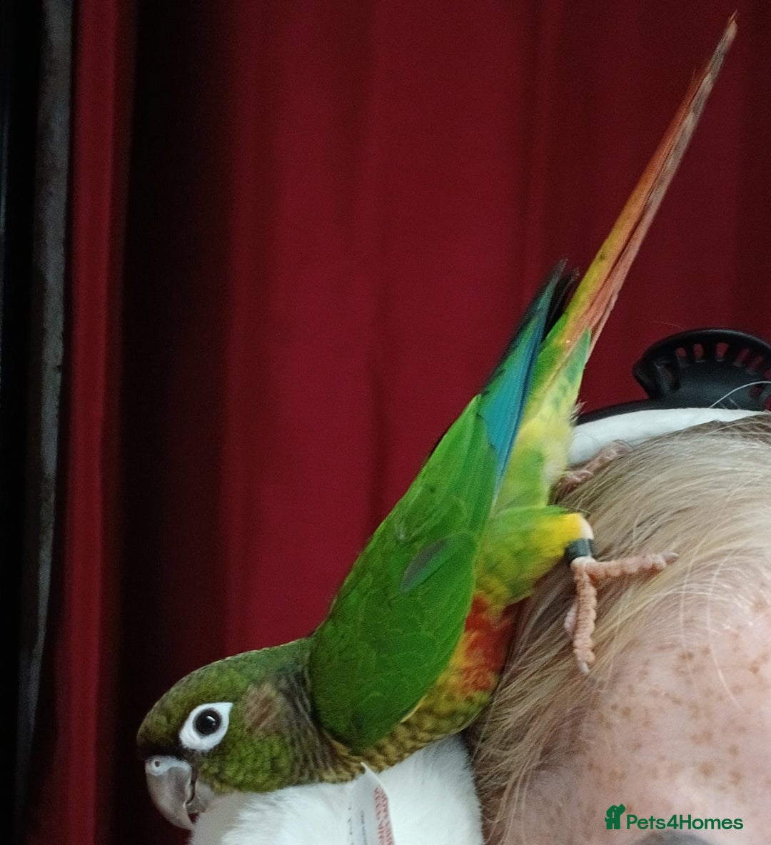 Conures birds for sale: Conures handreared Conures Green Cheeks  - Image 11