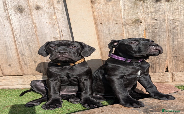 Cane Corso dogs - Advert 1