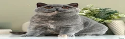 British Shorthair cats for sale: Beautiful British Female kitten - Advert 2