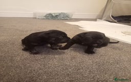 Mixed Breed dogs for sale: American pocket Corso - Image 12