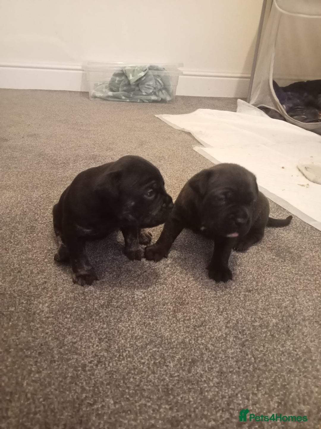 Mixed Breed dogs for sale: American pocket Corso - Image 12