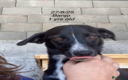 Mixed Breed dogs for adoption: Banjo, 1 yr approx. Available for adoption. - Image 2